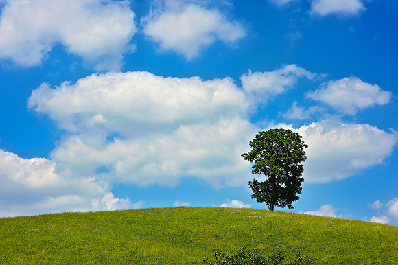Tree & Clouds
