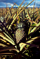 Hawaii_009