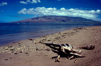 Hawaii_018