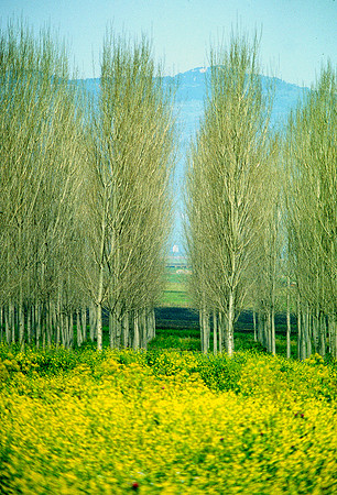Israelkodachrome_61