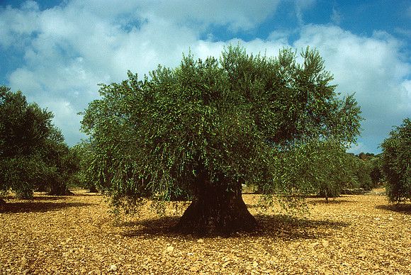 Israelkodachrome_141