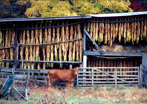 Tobacco Barn - West Virginia