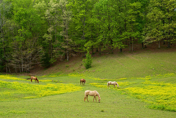 DSC_1826-1.jpg,DSC_1826-1