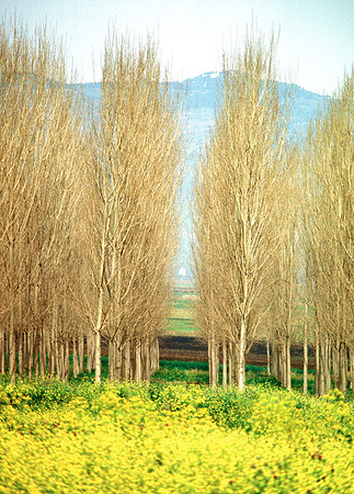 Hula Valley, Israel